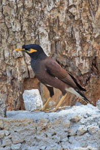 Commom Myna